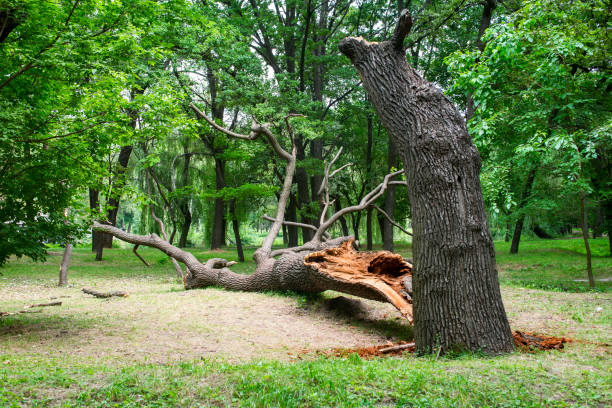 Best Seasonal Cleanup (Spring/Fall)  in Desloge, MO